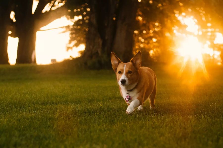 Hund in der Sonne