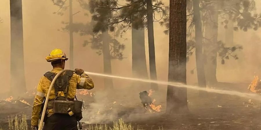 Ein Feuerwehrmann aus Los Angeles County benutzt einen Schlauch, um die Flammen des Caldor-Feuers zu löschen. Foto: Elias Funez/The Union via AP/dpa