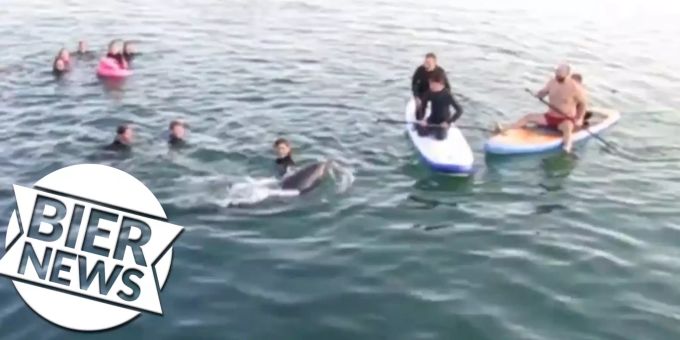 Der Delfin belästigte Bade-Gäste. Jetzt ist er tot. Delfin Badegäste