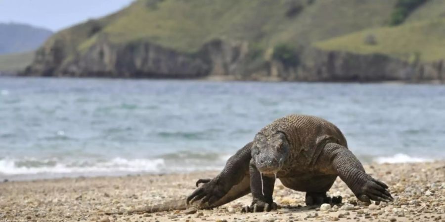 Komodowaran in Indonesien