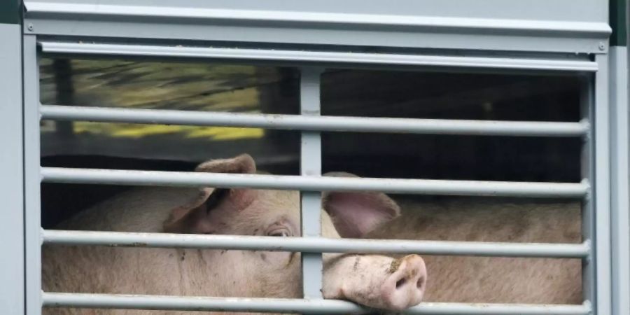 Schweine auf dem Weg zum Schlachthof