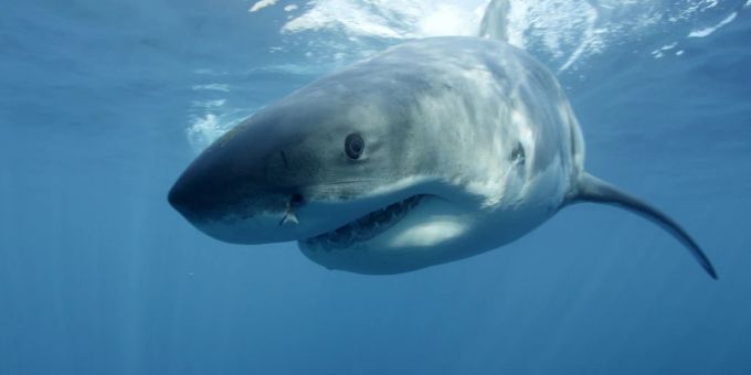Die Forscher aus Florida kämpfen gegen den schlechten Ruf von Haien. Weiser Hai im Wasser