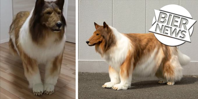 Sein grosser Traum - Japaner wird für 15'000 Franken zum Border Collie