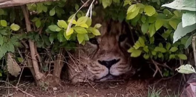 Ein Farmarbeiter entdeckt im Gebüsch eine vermeintliche Raubkatze – und schlägt Alarm. Es ist aber nur ein Plastiksack. Löwe