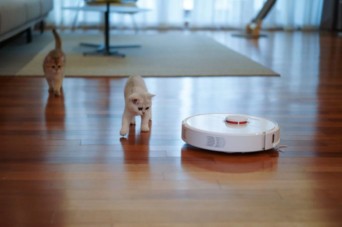 Regelmässiges Staubsaugen gehört zur Putzroutine. Katzen und Staubsauger