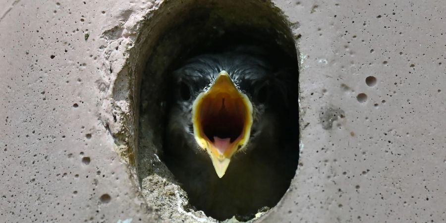 Ein Kleiber-Jungtier schaut aus seinem Vogelhäuschen und reisst hungrig seinen Schnabel auf. Auch wenn die Jungvögel laut piepen: Hilfe vom Menschen brauchen sie in der Regel nicht.