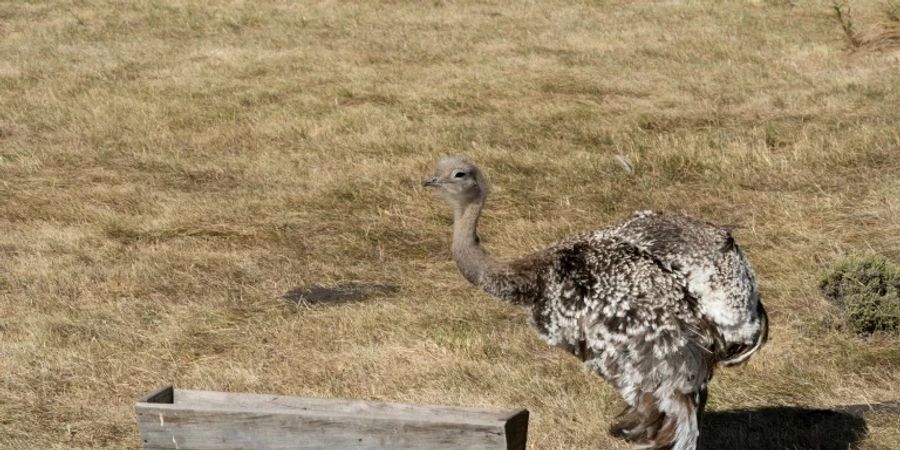 Nandu in einem Gehege in Chile