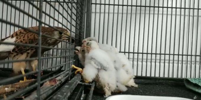 Hunger! Der Falke während einer Fütterung der vier Falkenküken. Hunger! Der Falke während einer Fütterung der vier Falkenküken.