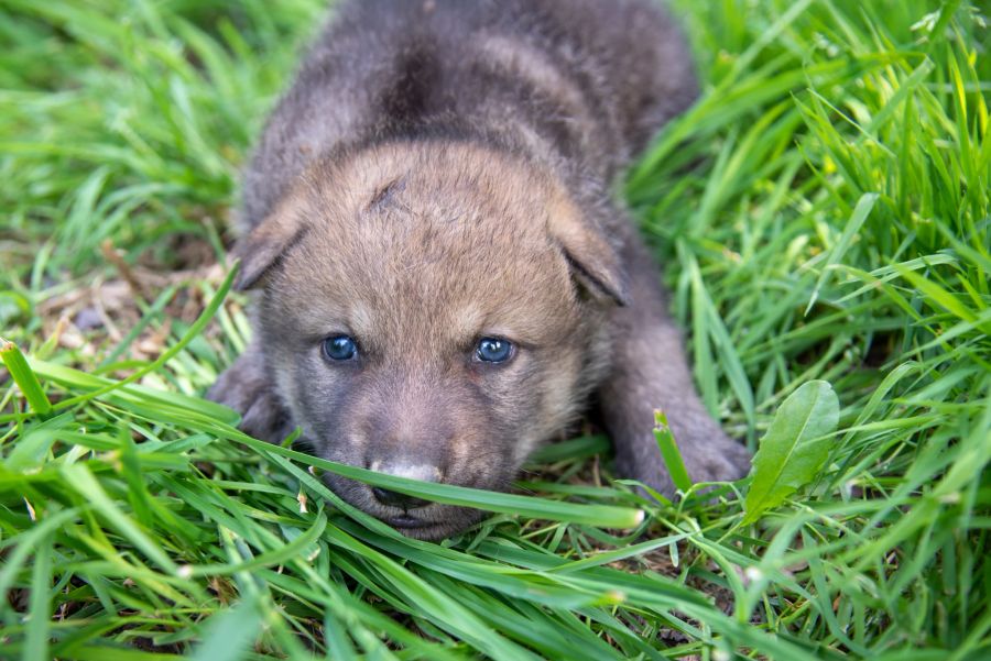 Sie wurden blind geboren und konnten erst nach etwa zwei Wochen sehen.