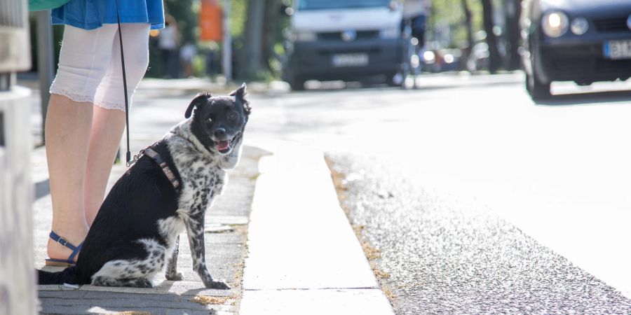 Hund Strassenseite Ampel Autos Leine Gassigehen