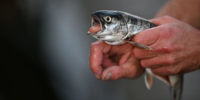 Ein Mann hält einen Fisch in der Hand. bodensee