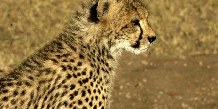 gepard