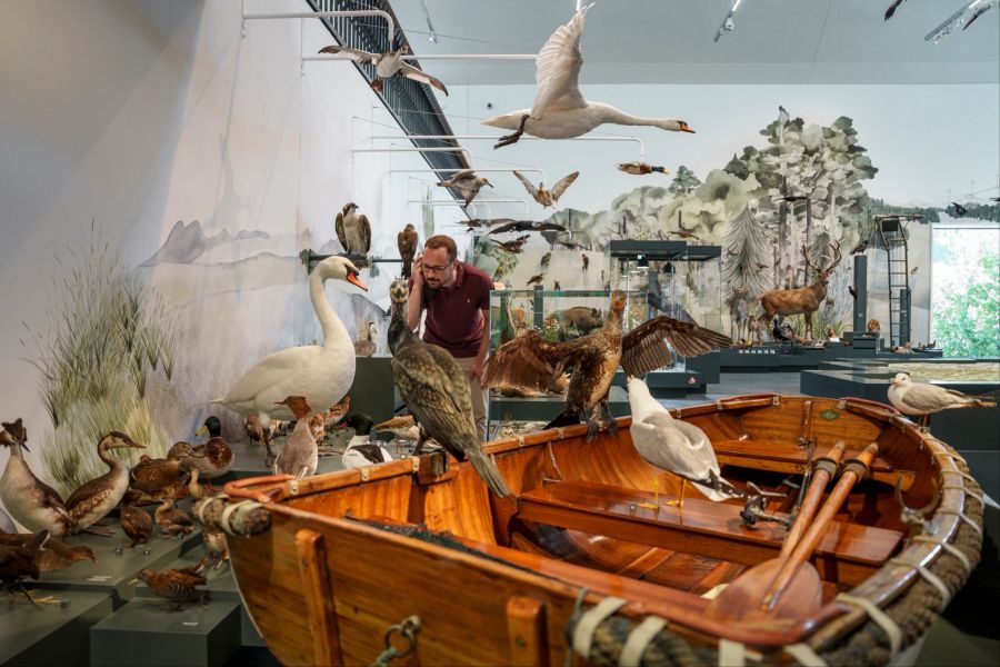 Vögel Boot Ausstellung Museum