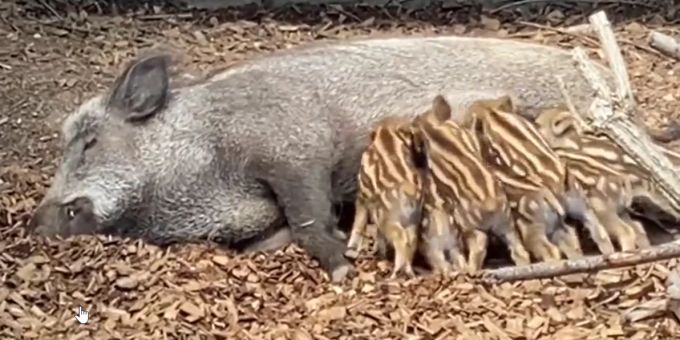 Neun Frischlinge - Tierpark Bern: So süss sind die Wildschweinchen