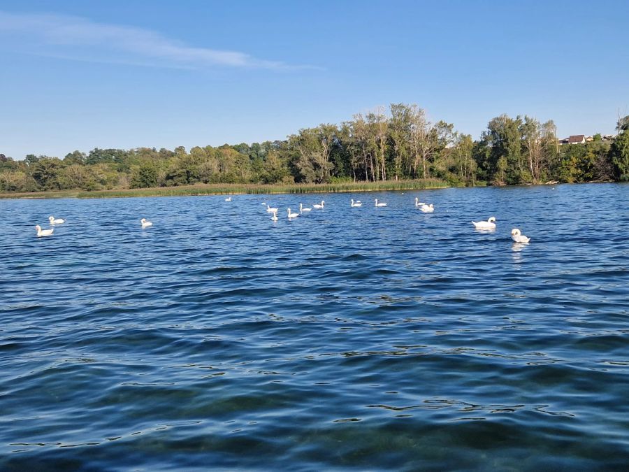 Viele Schwäne schwimmen derzeit – unter anderem auf den Neuenburgersee, wie hier in Estavayer-le-Lac.