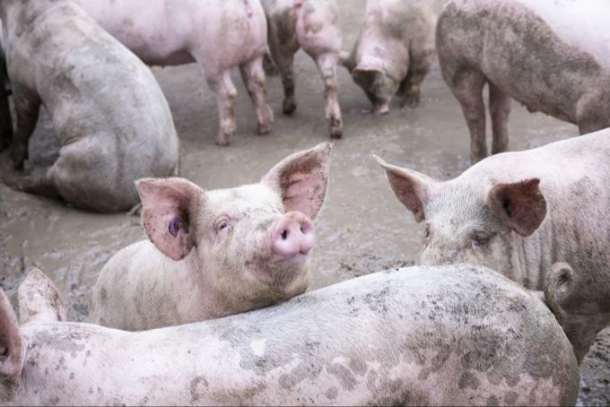 Ein Grossteil der sogenannten Nutztiere lebt noch immer in ethisch problematischer Intensivhaltung. Für den Tierschutz ist das nicht akzeptabel. Schweine