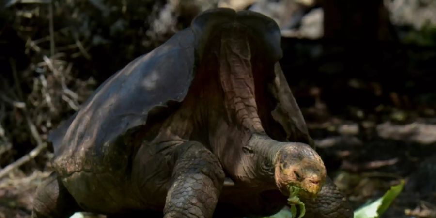 Galapagos-Riesenschildkröte