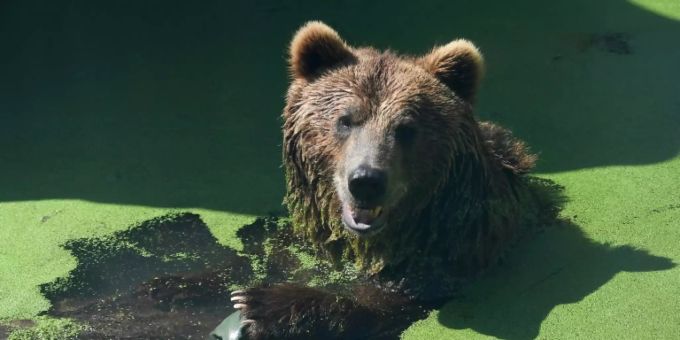 Braunbär (Symbolbild) meta