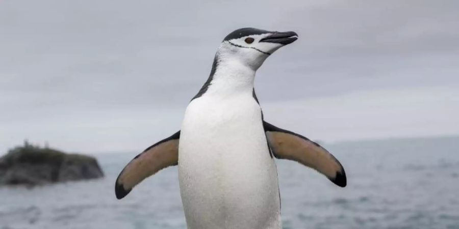 Ein Zügelpinguin an der Küste der Elefanteninsel in der Antarktis. Foto: Christian Åslund/Greenpeace UK/dpa