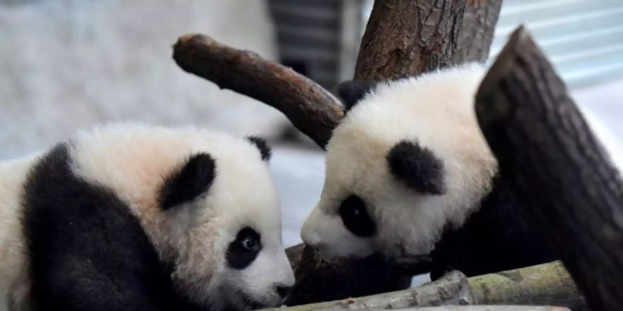 Pandaszwillinge erkunden Innenanlage von Panda Garden