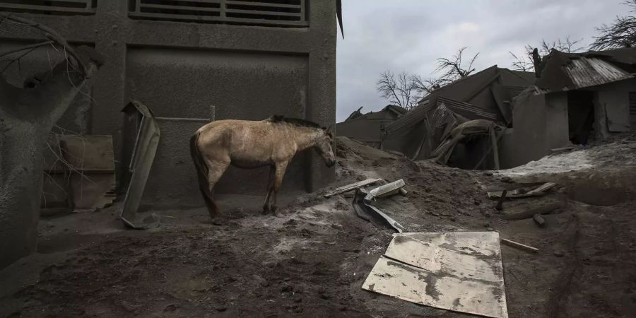 Ein Pferd in einem Dorf auf der Suche nach Futter.