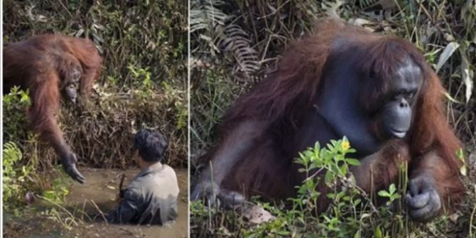 orang-utans