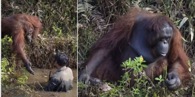 Rührende Geste - Orang-Utan reicht einem Mann seine Hand