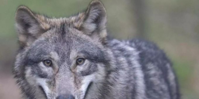 Wölfe können künftig nach Angriffen auf Nutztiere leichter abgeschossen werden. Foto: Boris Roessler/dpa Wölfe können künftig nach Angriffen auf Nutztiere leichter abgeschossen werden. Foto: Boris Roessler/dpa