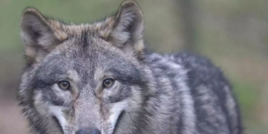 Wölfe können künftig nach Angriffen auf Nutztiere leichter abgeschossen werden. Foto: Boris Roessler/dpa