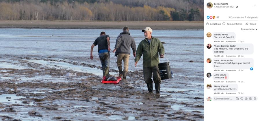 Auf Planen und Schlitten konnten kleinere Delfine in tieferes Wasser gebracht werden.