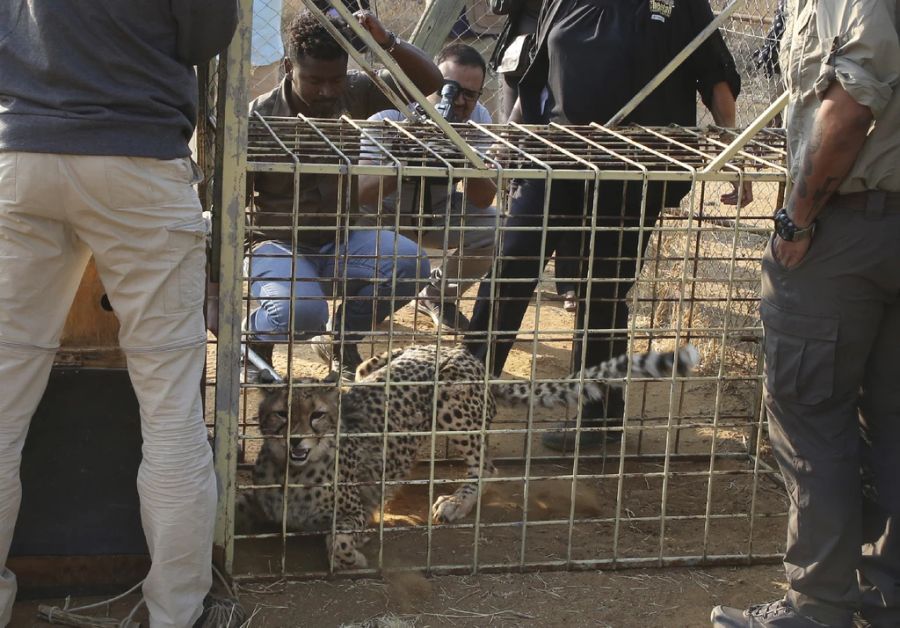 Jetzt sollen sie zurückkehrern. Acht Geparden aus Afrika (im Bild: Namibia) sollen dafür umgesiedelt werden. Im September wurden sie in Indien eingeführt.