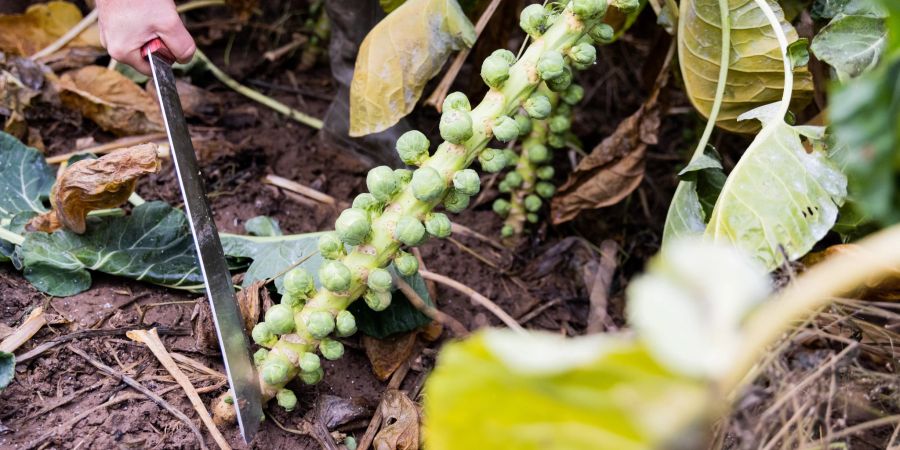 Rosenkohl Machete Gemüsebeet Ernte