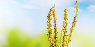 Wie bitte? - Auch gegen Pflanzenschädlinge soll Homöopathie helfen Wie bitte? - Auch gegen Pflanzenschädlinge soll Homöopathie helfen