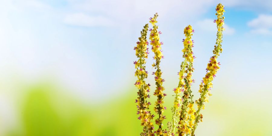 Homöopathie für Pflanzen