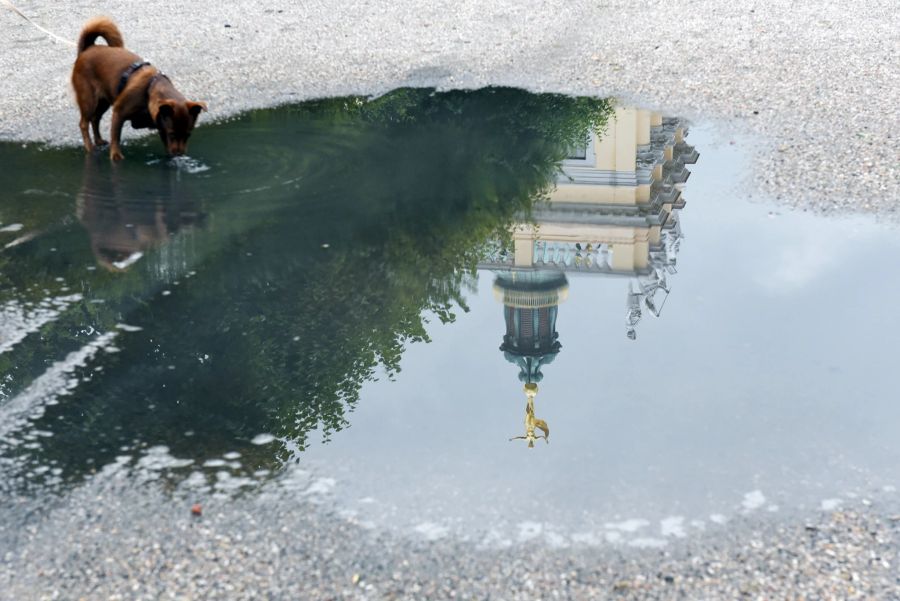 Hund Pfütze Spiegelbild Wasser trinken