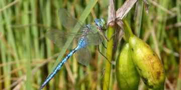 Anax imperator