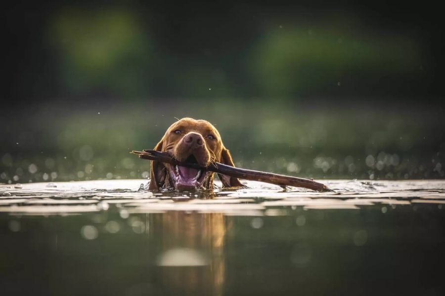 Hund im Wasser