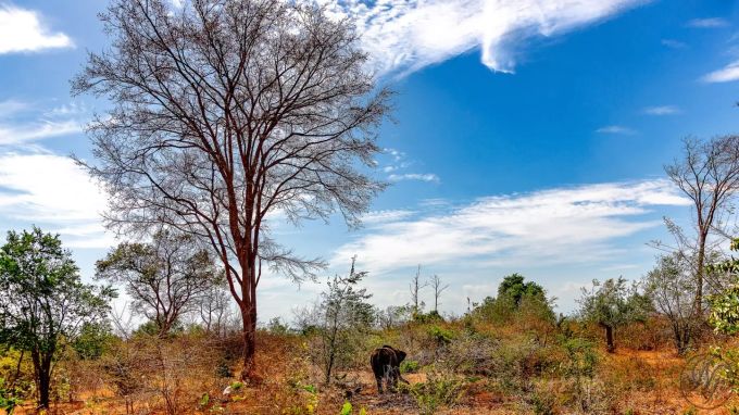 Im Udawalawe Nationalpark leben Elefanten. Elefant in Park