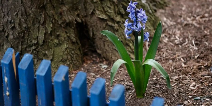 Blumenbeet in Berlin