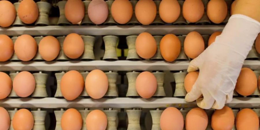 Eier aus Freilandhaltung werden wegen der Geflügelpest Mangelware. Foto: picture alliance / Julian Stratenschulte/dpa/Symbolfoto