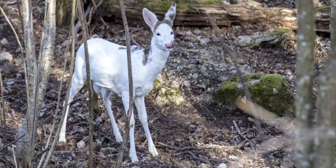 Ein weisses Reh steht im Tierpark Goldau. Das seltene Tier kann ab dem 1. März 2021 von den Besuchern bestaunt werden. Weisses Reh im Tierpark Goldau