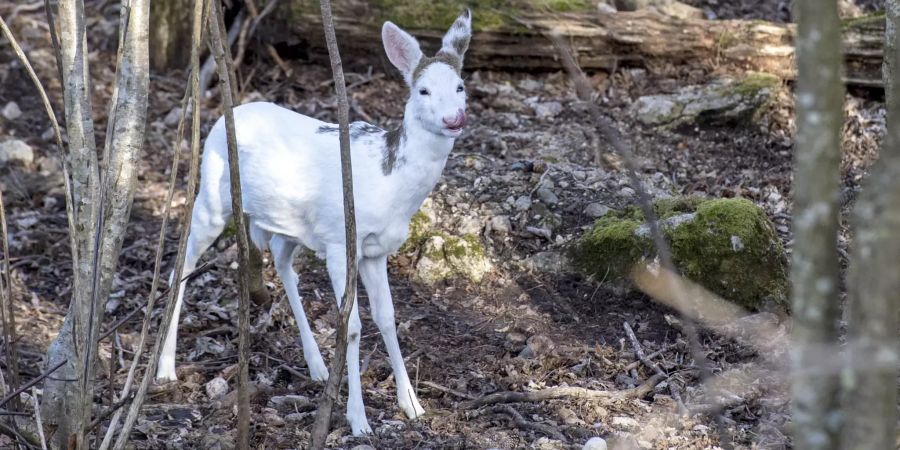 Weisses Reh im Tierpark Goldau