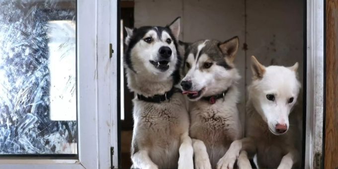 Siberian Huskys Siberian Huskys