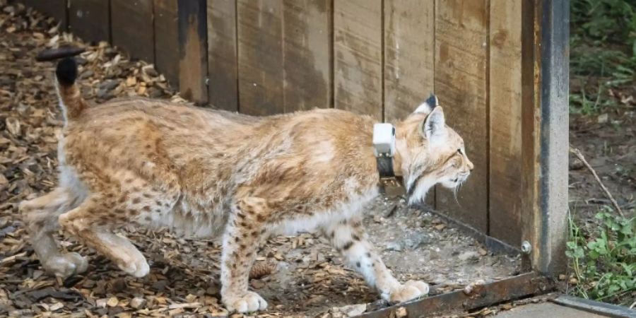 Luchs