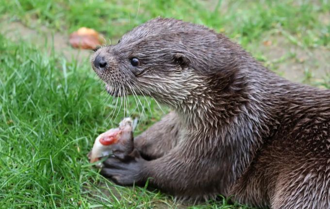 Fischotterweibchen Julia ist Mutter geworden. (Symbolbild) fischotter