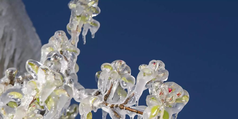 Die Frostnächte im April haben nach Angaben der Versicherung Schweizer Hagel an Obst- und Weinkulturen Schäden von bis zu 5 Millionen Franken verursacht. (Archivbild)