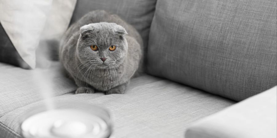 Diffusor mit Pheromonen und ähnliche Produkte für Katzen helfen den Stubentigern beim Stressabbau.