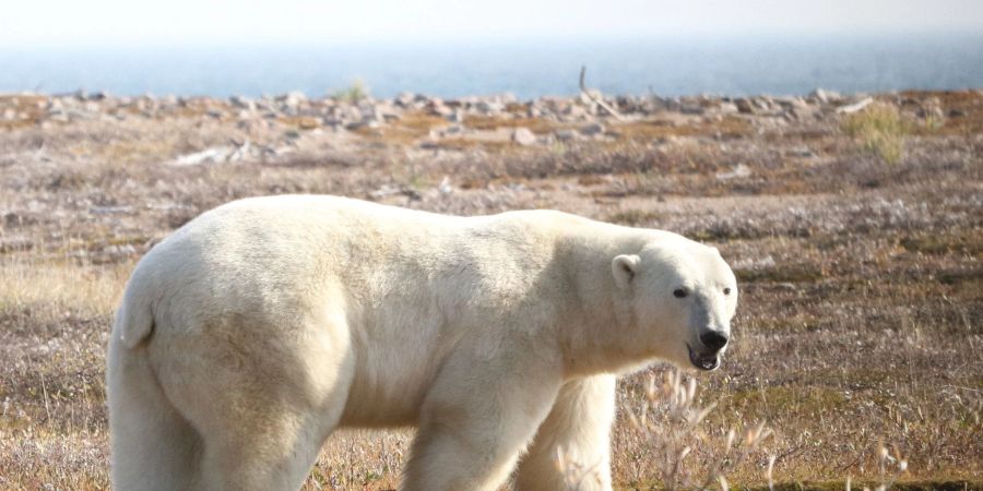 Ein Eisbär (Ursus maritimus) in der westlichen Hudson Bay Region im nordöstlichen Teil Kanadas.