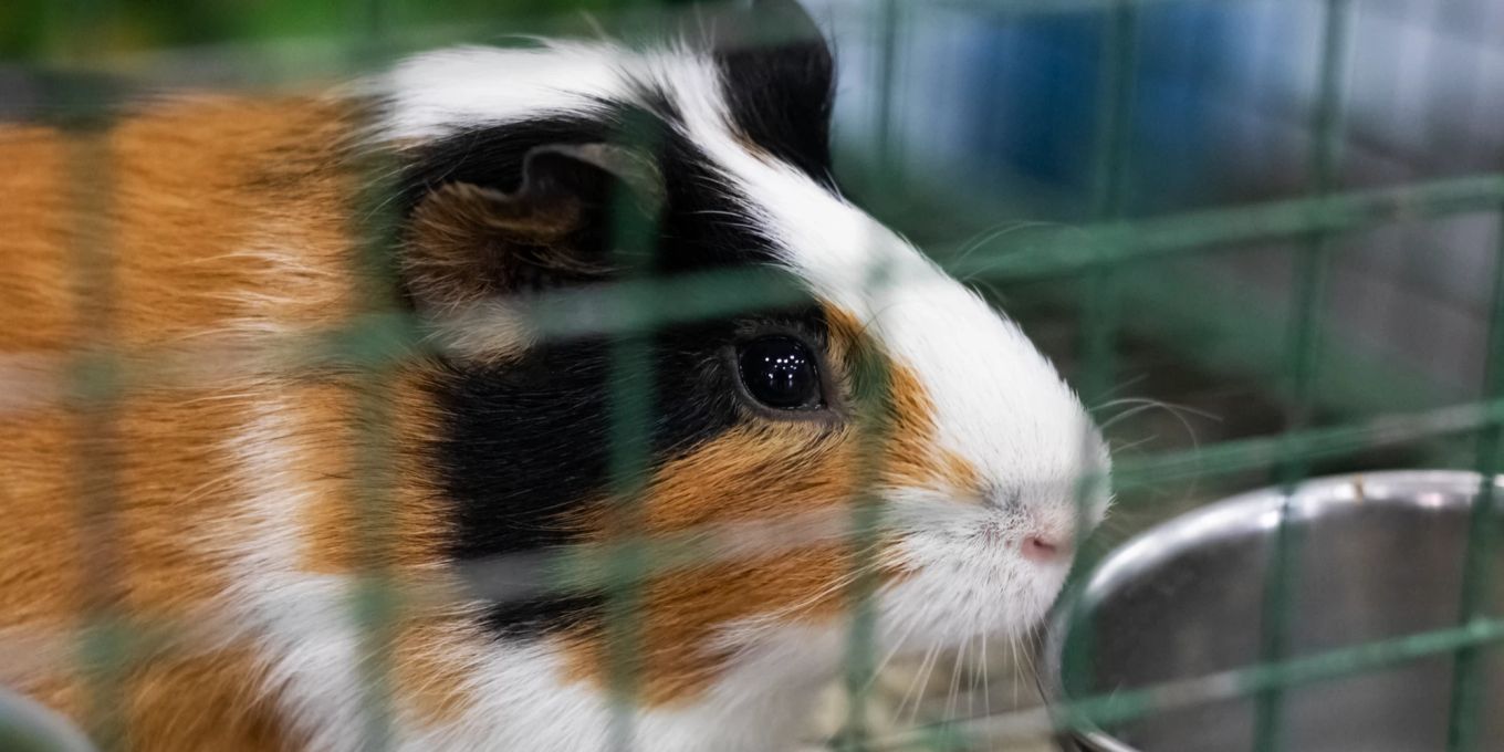 Fünf Tipps, um Meerschweinchen-Zubehör zu pflegen | Nau Tiere