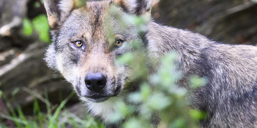 Alle Wolfsrudel sollen geschützt werden, nicht nur die von Umweltschutzorganisationen bislang genannten. Das fordert CH Wolf. (Symbolbild)